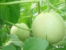 鸟类可以吃瓜吗,瓜类在鸟类饮食中的角色