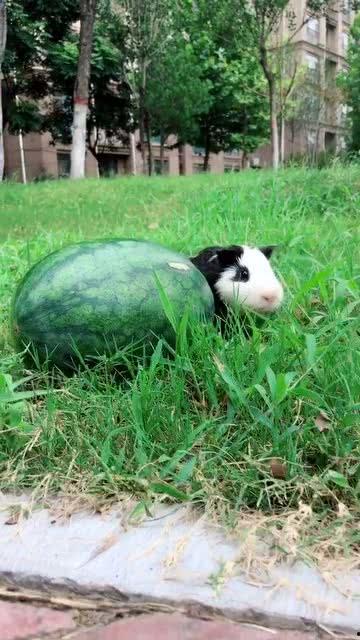 吃瓜偷灯油,吃瓜偷灯油，揭秘古代神秘习俗