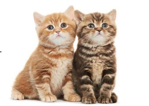 猫吃瓜吃吐了,宠物饮食安全引关注