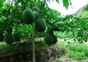 山东吃的吊瓜,吊瓜的独特风味探索