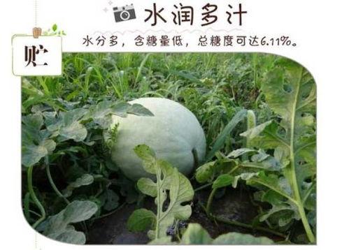 怎样吃三白瓜,轻松掌握三白瓜的养生吃法