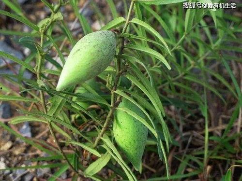 山上有野瓜怎么吃,解锁自然美味新体验