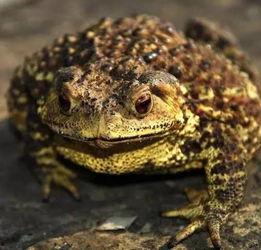 蛤蟆玩偶吃瓜,揭秘萌宠界的趣味瞬间