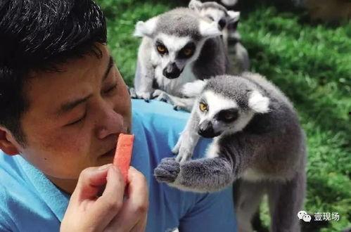 动物学习吃瓜视频,动物学习吃瓜的趣味瞬间