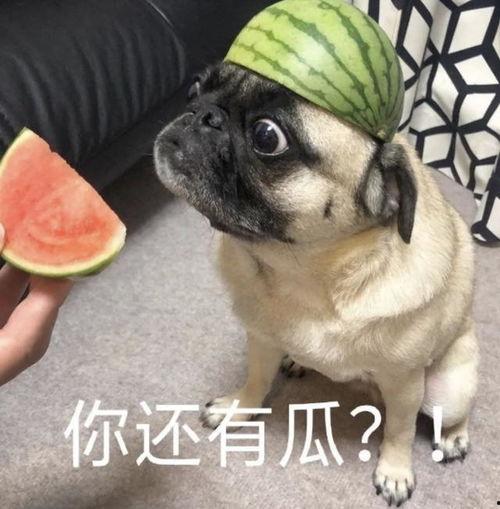 新年吃瓜表情包,趣味横生的喜庆瞬间