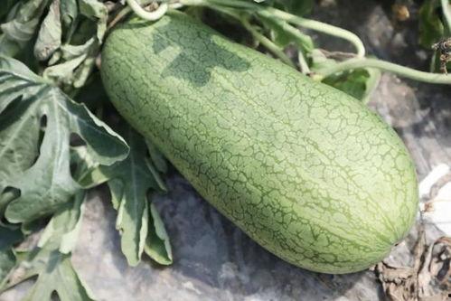 什么瓜夏天吃的,探寻夏日美食“什么瓜”的魅力