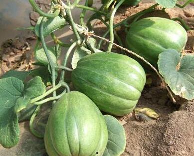 吃瓜情报部,吃瓜情报部带你探秘明星幕后故事