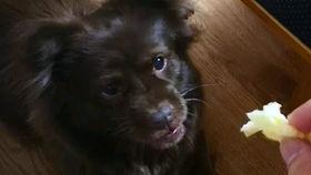 狗子吃瓜被误伤,宠物安全意识需加强